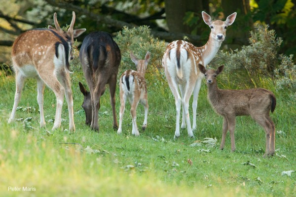 damhert kalf dama dama fallow deer fawn amsterdamse waterleidingduinen Peter Maris natuurfotografie