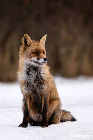 Rode vos in de sneew Peter Maris natuurfotografie