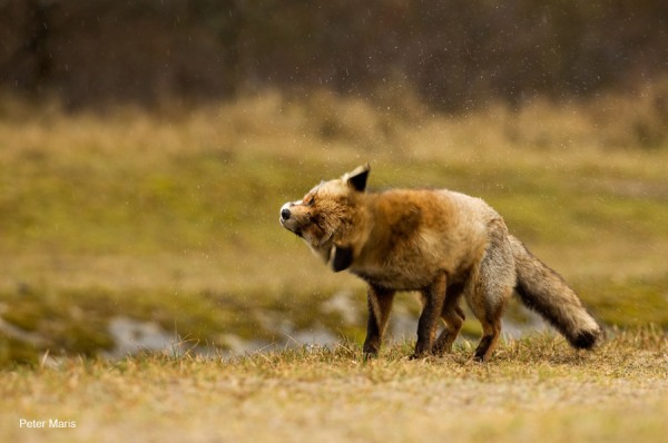 rode vos in regen red fox in rain Peter Maris natuurfotografie