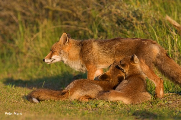 Zogende rode vos nursing red fox Peter Maris natuurfotografie