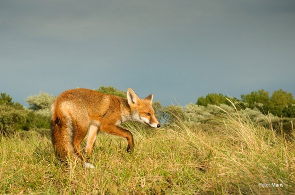 Rode vos red fox Peter Maris natuurfotografie