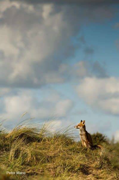 rode vos op duin red fox on dune Peter Maris natuurfotografie
