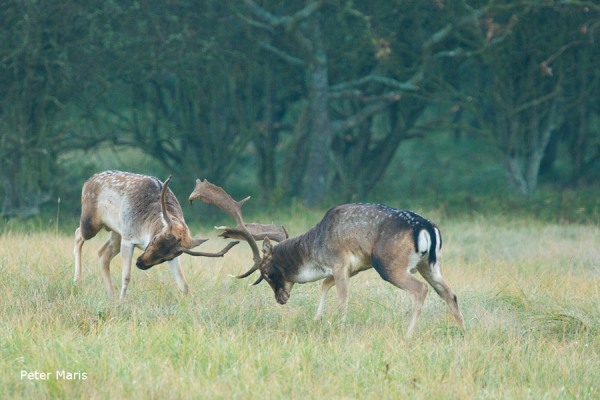 Damherten bronst Fallow Deer Rut Peter Maris Natuurfotografie