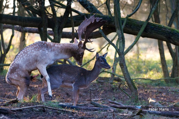Damherten bronst paring Fallow Deer mating Peter Maris Natuurfotografie