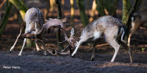 Damherten bronst Fallow Deer Rut Peter Maris Natuurfotografie
