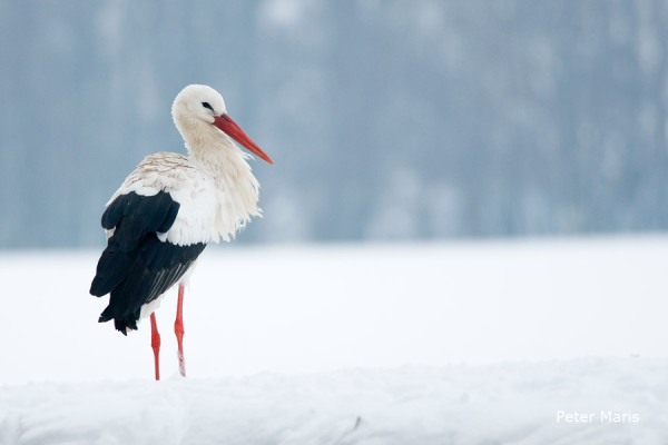 Ooievaar in sneeuw Peter Maris Natuurfotografie