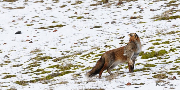 vos met konijn Red Fox with rabbit Peter Maris Natuurfotografie