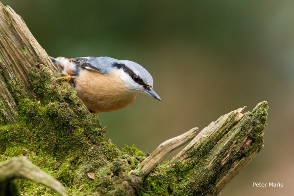 Boomklever nuthatch