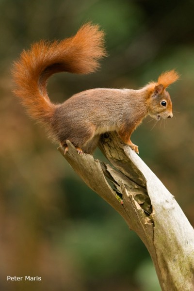 Rode Eekhoorn Red Squirrel