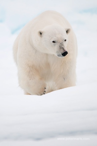 Polar bear (Ursus maritimus) on the sea ice.