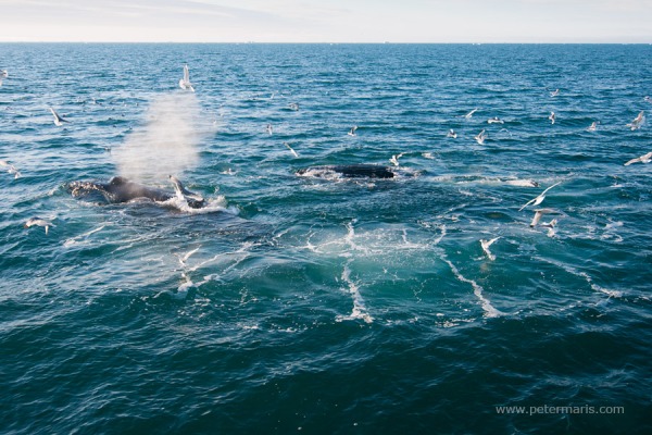 Humpback whale (Megaptera novaeangliae) bubble net feeding.