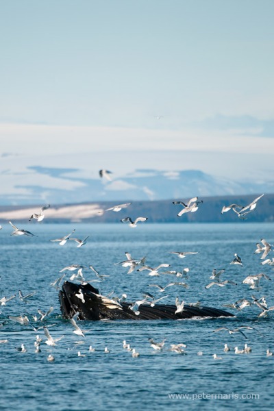 Humpback whale (Megaptera novaeangliae) breaching the surface whilst feeding.
