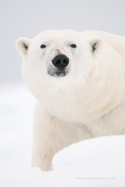 Polar bear (Ursus maritimus) on the sea ice