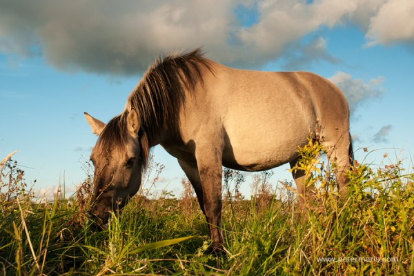 Grazende konik merrie (Equus ferus caballus)