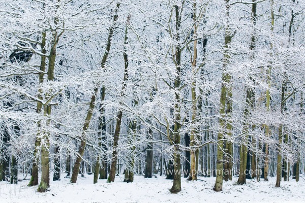 Sneeuw op de bomen in het bos.