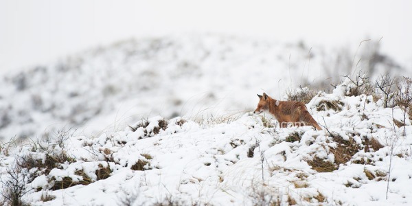 Rode vos (Vulpus vulpus) in sneeuwlandschap