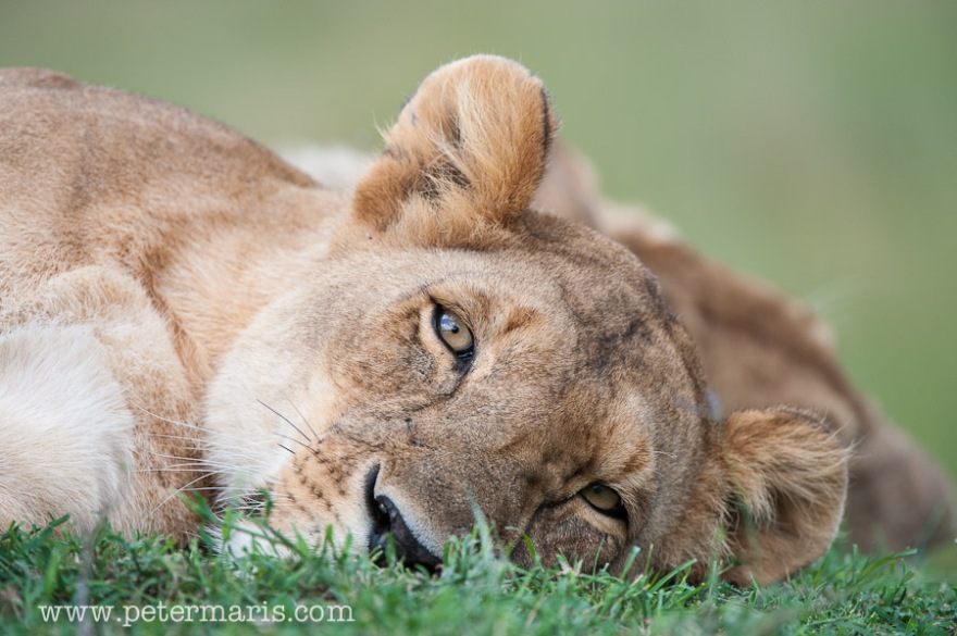 Leeuw (Panthera leo) ligt te rusten.
