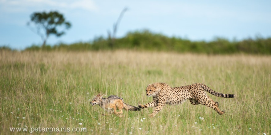 Cheetah jaagt op jakhals. 