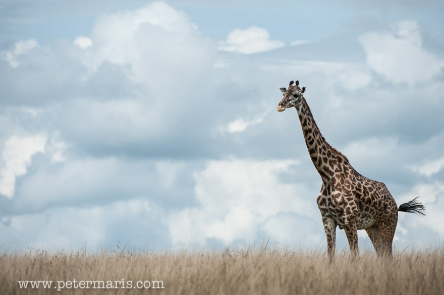Masai Giraffe (Giraffa camelopardalis tippelskirch) loopt door het hoge gras.