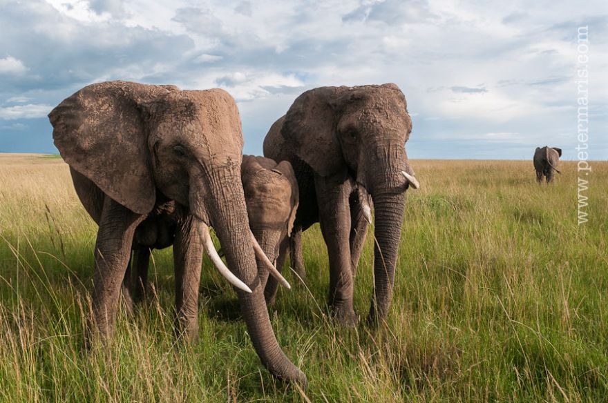 Groothoek foto van olifanten (Loxodonta africana) 