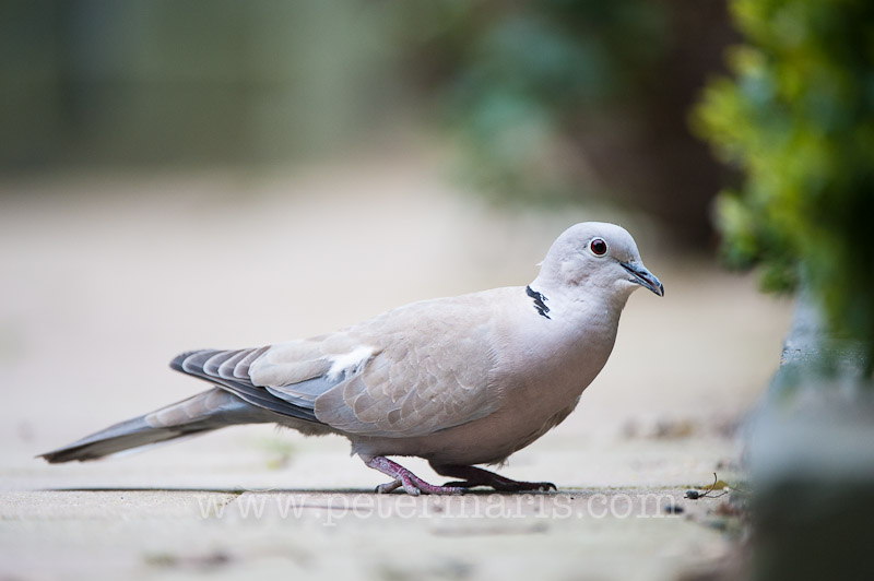 Eurasian Collared Dove (Streptopelia decaocto) looking for food