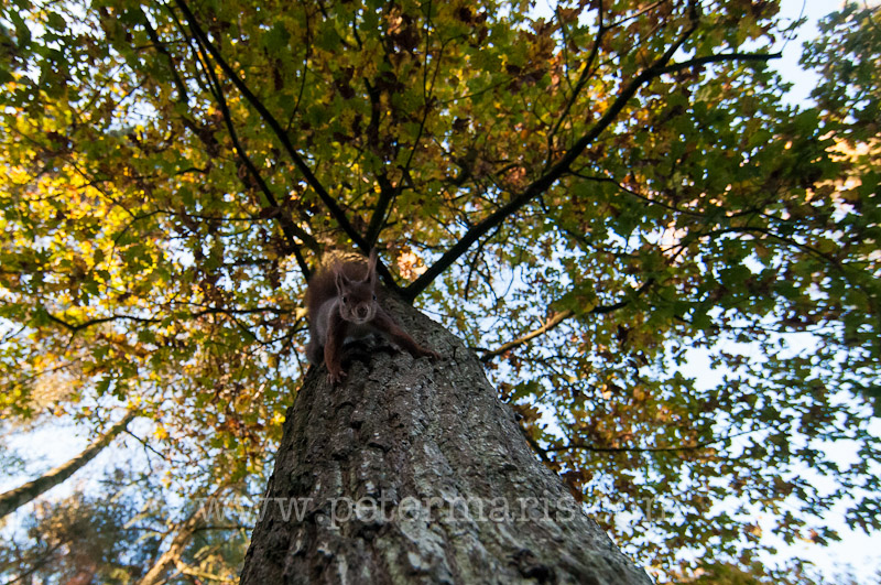Rode eekhoorn (Sciurus vulgaris) klimt in boom