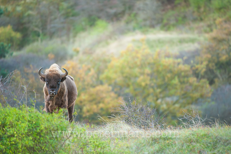 Europese bison (Bison bonasus) in duinlandschap