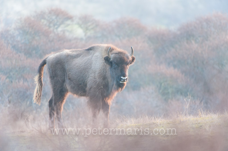 Europese bison (Bison bonasus) in duinlandschap
