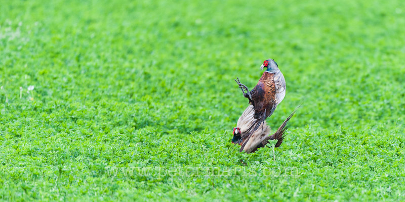 Vechtende fazanten (Phasianus colchicus)
