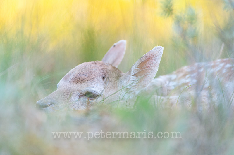 Juvenile Fallow Deer (Dama dama) lies hidden in the grass waiting for its mother to return.
